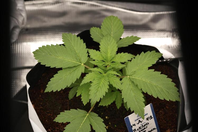 Pickle Lemon Haze F1 Zamnesia Pheno A. Week 3 - Pickle Lemon Haze F1