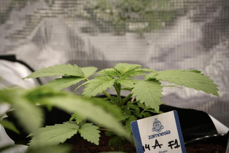 Pickle Lemon Haze F1 Zamnesia Pheno A. Week 3 - Pickle Lemon Haze F1