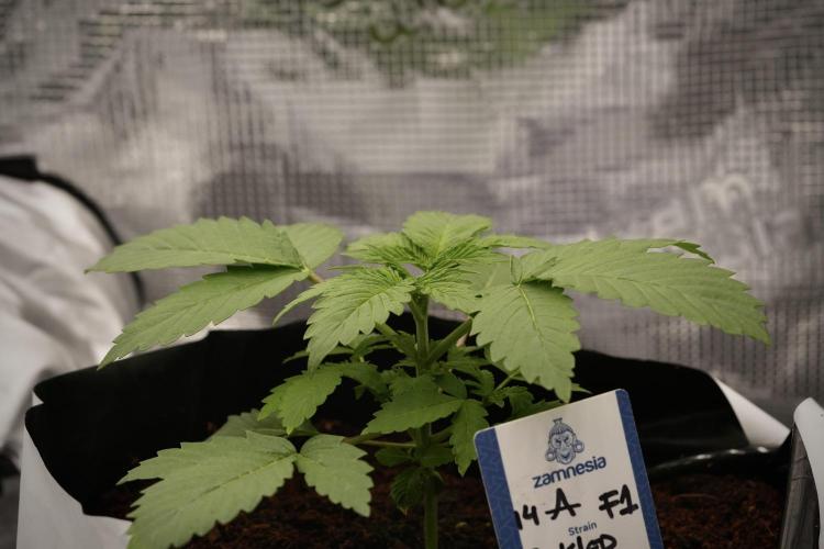 Pickle Lemon Haze F1 Zamnesia Pheno A. Week 3 - Pickle Lemon Haze F1