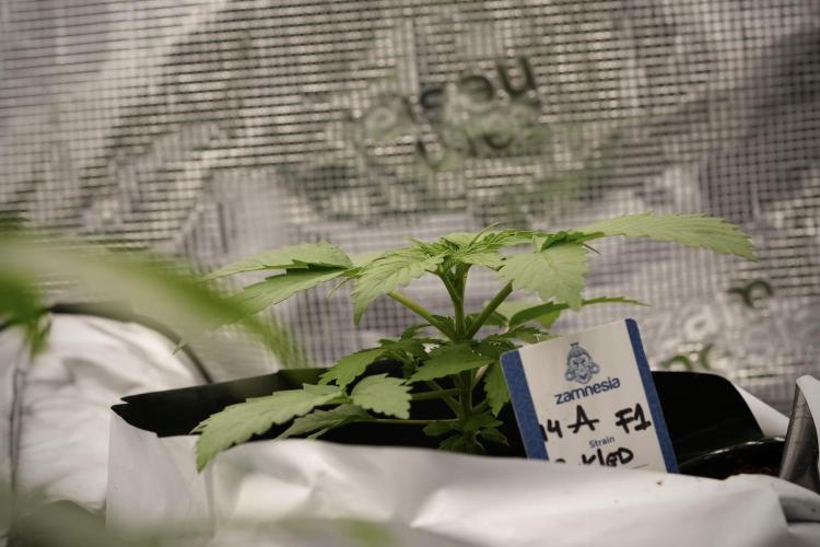 Pickle Lemon Haze F1 Zamnesia Pheno A. Week 3 - Pickle Lemon Haze F1