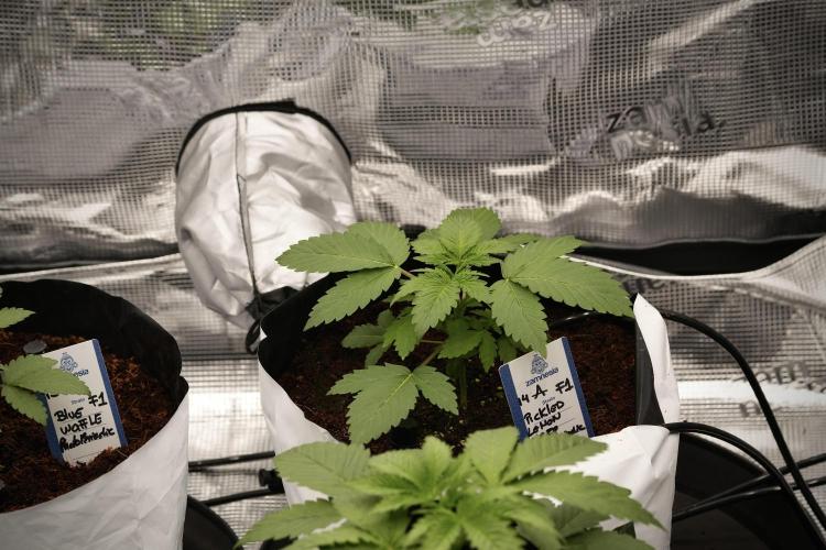 Pickle Lemon Haze F1 Zamnesia Pheno A. Week 3 - Pickle Lemon Haze F1
