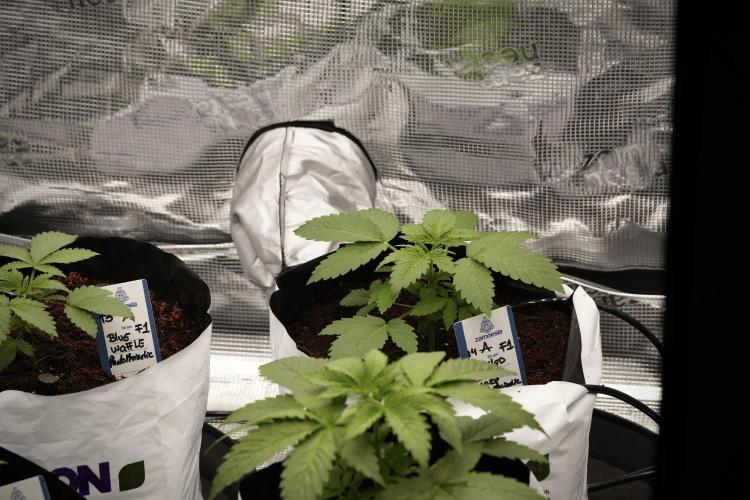 Pickle Lemon Haze F1 Zamnesia Pheno A. Week 3 - Pickle Lemon Haze F1