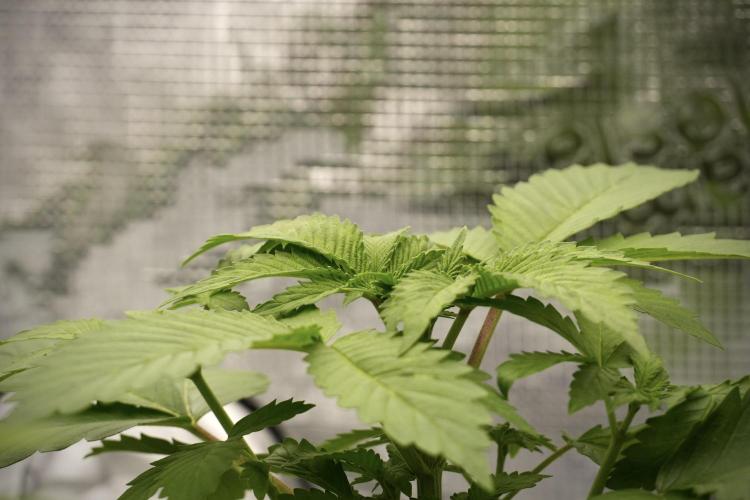 Pickle Lemon Haze F1 Zamnesia Pheno A. Week 3 - Pickle Lemon Haze F1
