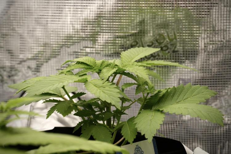 Pickle Lemon Haze F1 Zamnesia Pheno A. Week 3 - Pickle Lemon Haze F1