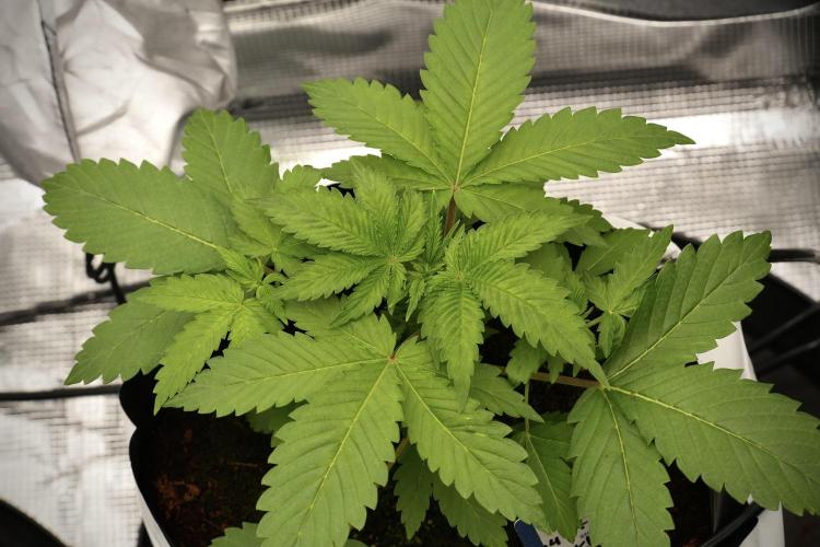 Pickle Lemon Haze F1 Zamnesia Pheno A. Week 3 - Pickle Lemon Haze F1