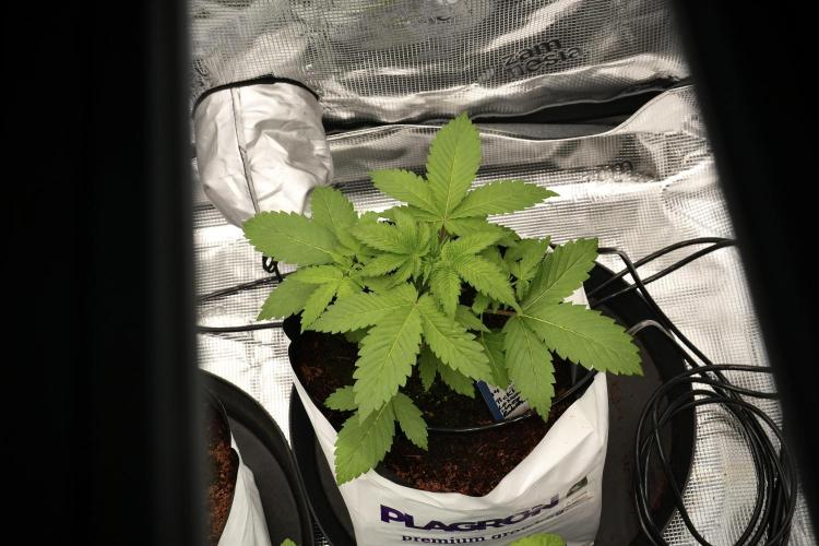 Pickle Lemon Haze F1 Zamnesia Pheno A. Week 3 - Pickle Lemon Haze F1