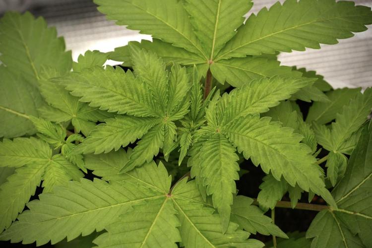 Pickle Lemon Haze F1 Zamnesia Pheno A. Week 3 - Pickle Lemon Haze F1
