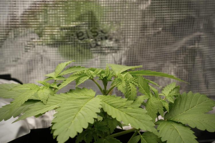 Pickle Lemon Haze F1 Zamnesia Pheno A. Week 3 - Pickle Lemon Haze F1