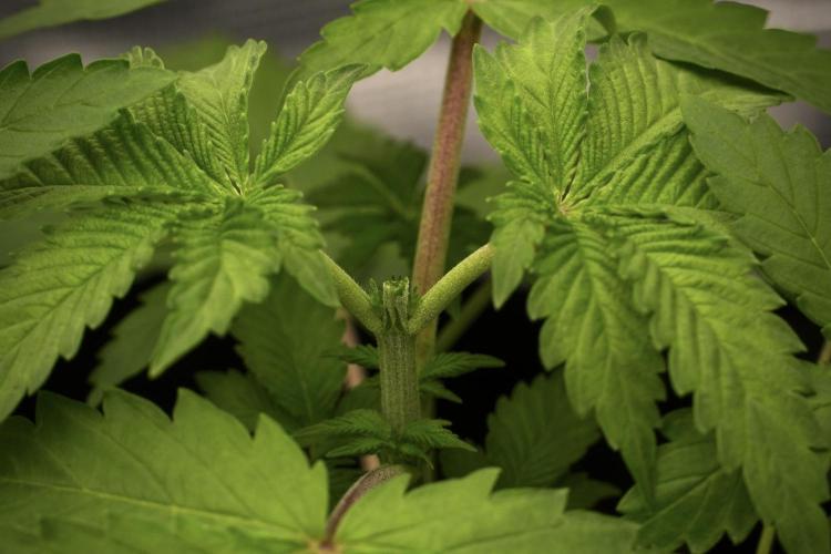 Pickle Lemon Haze F1 Zamnesia Pheno A. Week 3 - Pickle Lemon Haze F1 topping 