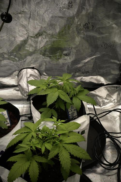 Pickle Lemon Haze F1 Zamnesia Pheno A. Week 3 - Pickle Lemon Haze F1 topping 