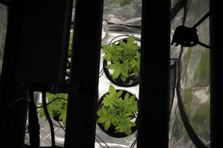 Pickle Lemon Haze F1 Zamnesia Pheno A. Week 3 - ups ready to go 