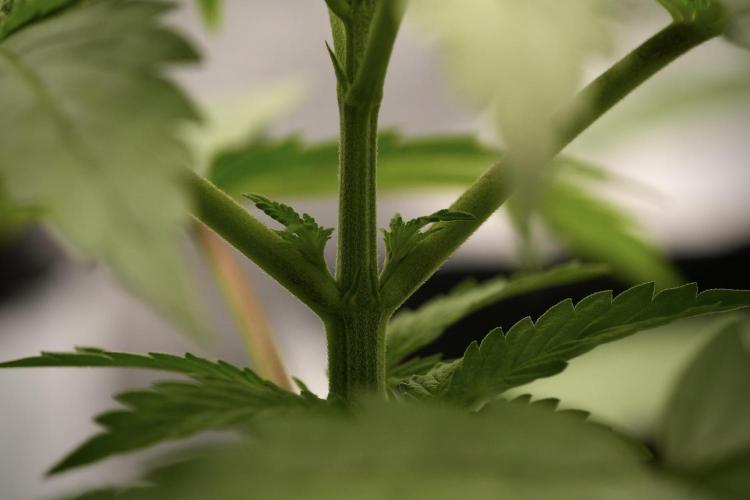 Pheno B Pickle Lemon Haze F1 Zamnesia. Week 3 - Pickle Lemon Haze F1 Pheno B