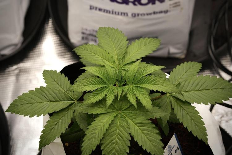 Pheno B Pickle Lemon Haze F1 Zamnesia. Week 3 - Pickle Lemon Haze F1 Pheno B