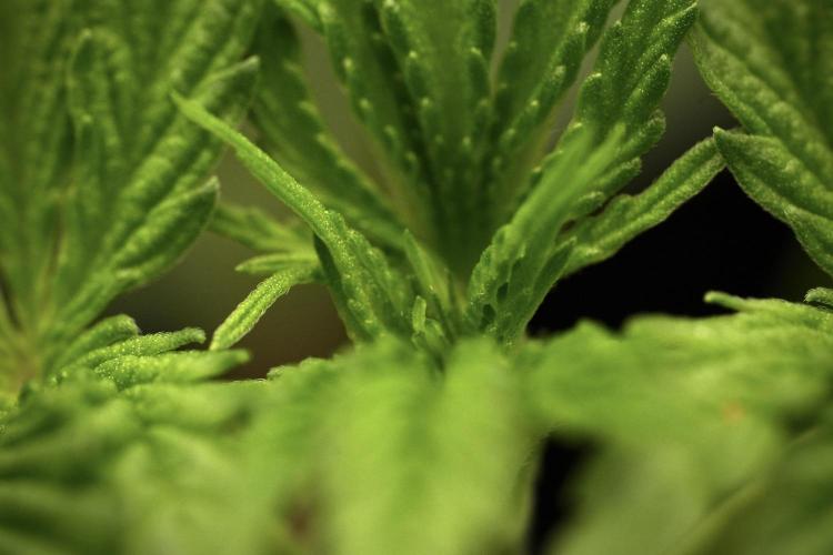Pheno B Pickle Lemon Haze F1 Zamnesia. Week 3 - Pickle Lemon Haze F1 Pheno B