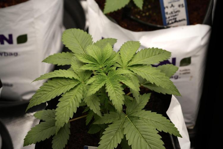 Pheno B Pickle Lemon Haze F1 Zamnesia. Week 3 - Pickle Lemon Haze F1 Pheno B