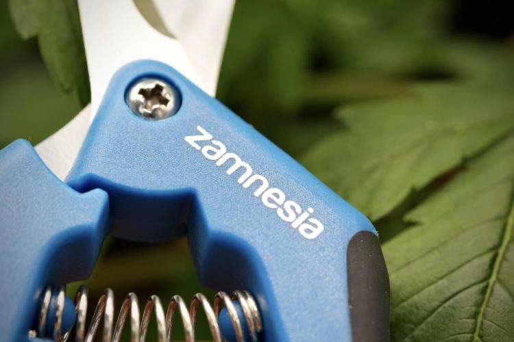 Pheno B Pickle Lemon Haze F1 Zamnesia. Week 3 - Zamnesia scissors 