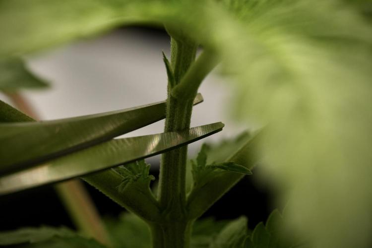 Pheno B Pickle Lemon Haze F1 Zamnesia. Week 3 - Pickle Lemon Haze F1 Pheno B Topping time