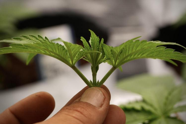 Pheno B Pickle Lemon Haze F1 Zamnesia. Week 3 - Pickle Lemon Haze F1 Pheno B Topping time