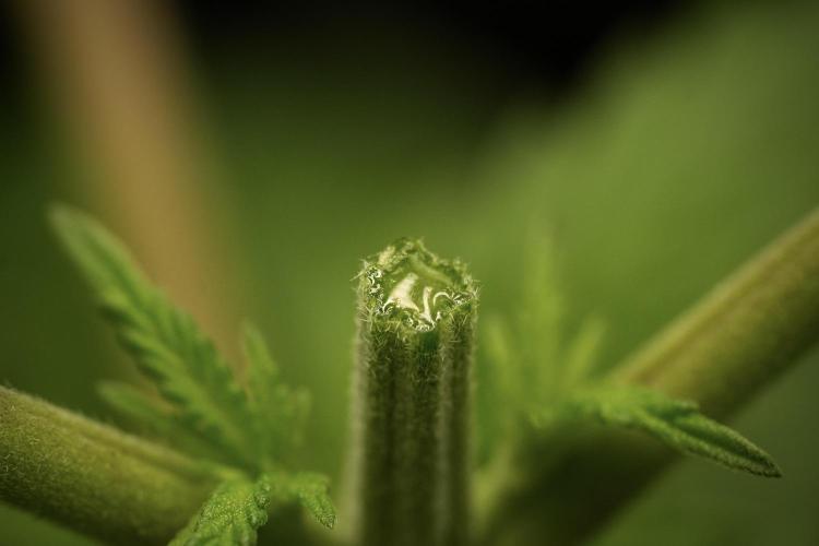 Pheno B Pickle Lemon Haze F1 Zamnesia. Week 3 - Pickle Lemon Haze F1 Pheno B Topping time