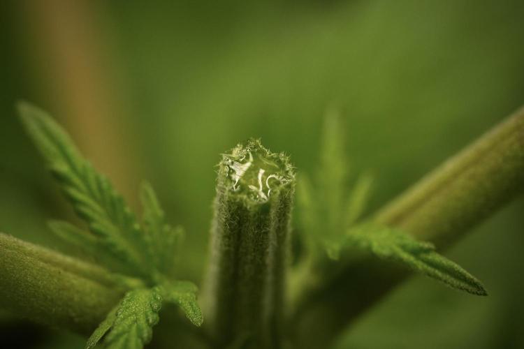 Pheno B Pickle Lemon Haze F1 Zamnesia. Week 3 - Pickle Lemon Haze F1 Pheno B Topping time