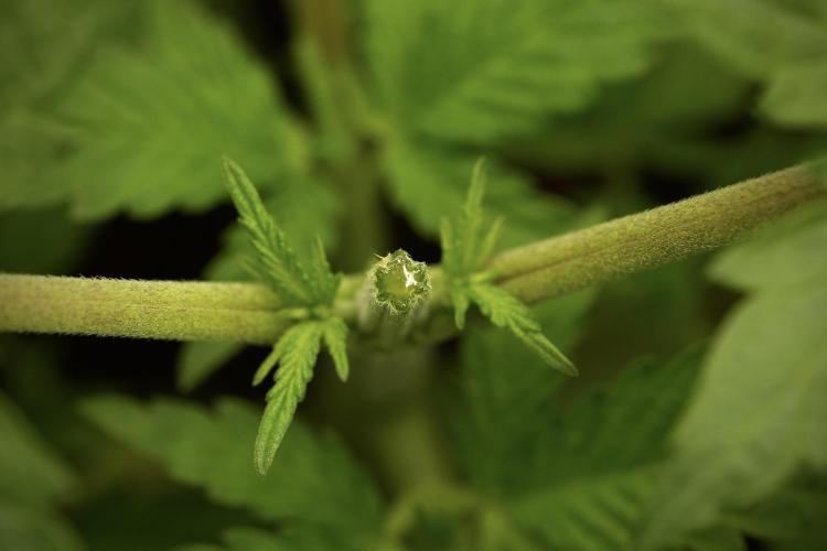 Pheno B Pickle Lemon Haze F1 Zamnesia. Week 3 - Pickle Lemon Haze F1 Pheno B Topping time