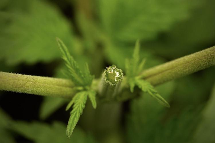 Pheno B Pickle Lemon Haze F1 Zamnesia. Week 3 - Pickle Lemon Haze F1 Pheno B Topping time
