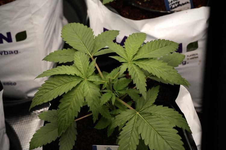 Pheno B Pickle Lemon Haze F1 Zamnesia. Week 3 - Pickle Lemon Haze F1 Pheno B Topping time