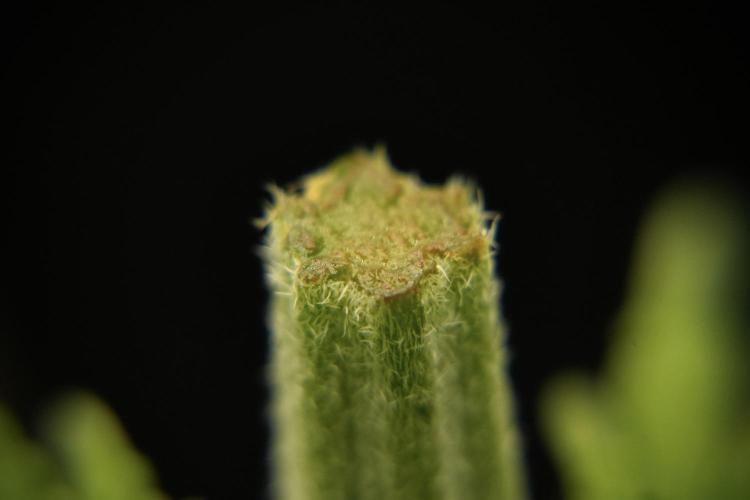 Pheno B Pickle Lemon Haze F1 Zamnesia. Week 3 - Pickle Lemon Haze F1 Pheno B Topping time