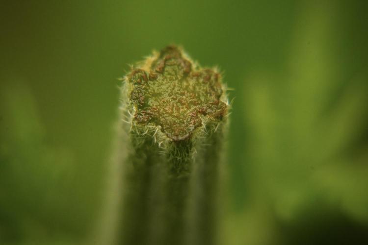 Pheno B Pickle Lemon Haze F1 Zamnesia. Week 3 - Pickle Lemon Haze F1 Pheno B Topping time