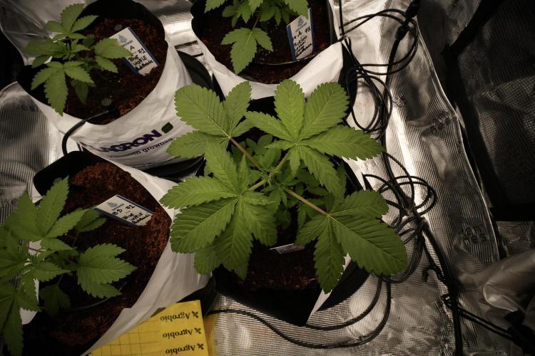 Pheno B Pickle Lemon Haze F1 Zamnesia. Week 3 - Pickle Lemon Haze F1 Pheno B Topping time