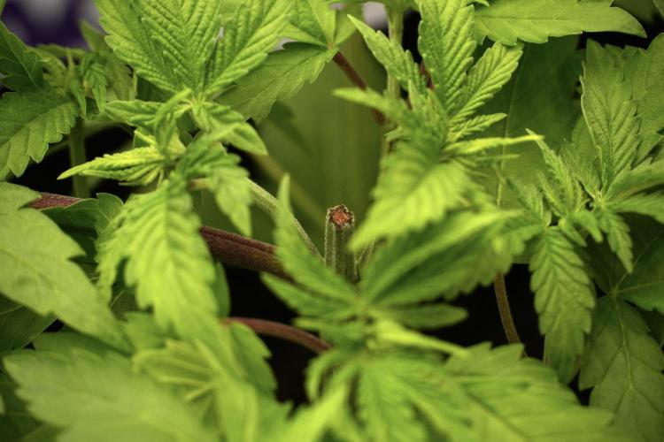 Pheno B Pickle Lemon Haze F1 Zamnesia. Week 3 - Pickle Lemon Haze F1 Pheno B Topping time