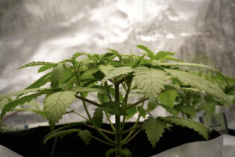 Pheno B Pickle Lemon Haze F1 Zamnesia. Week 3 - Pickle Lemon Haze F1 Pheno B branching 