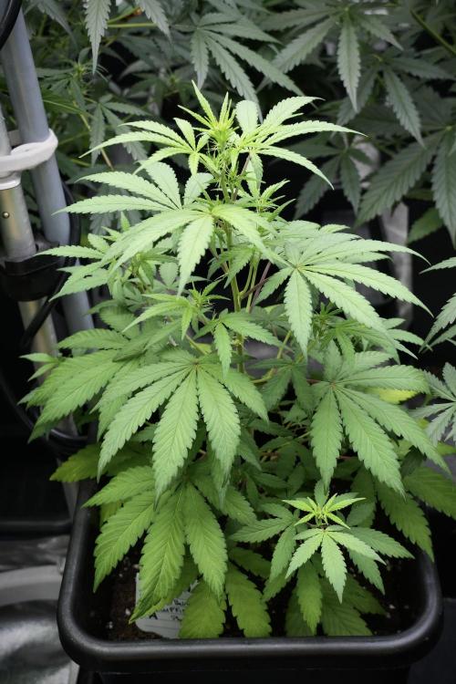 Blueberry  Muffin by Zamnesia Pheno A. Week 5 - Blueberry Muffin Pheno A side views 