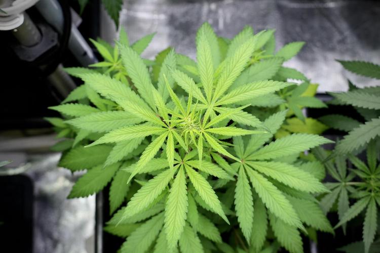 Blueberry  Muffin by Zamnesia Pheno A. Week 5 - Blueberry Muffin Pheno A Bird views 