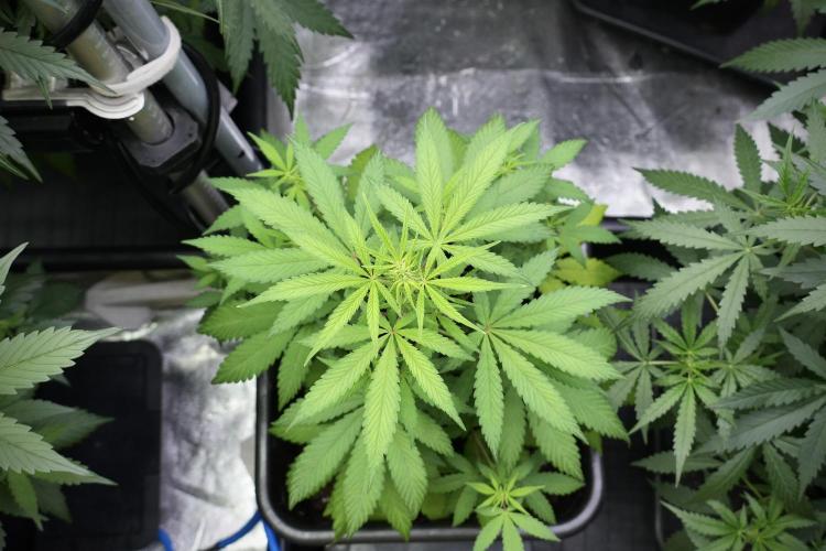 Blueberry  Muffin by Zamnesia Pheno A. Week 5 - Blueberry Muffin Pheno A Bird views 