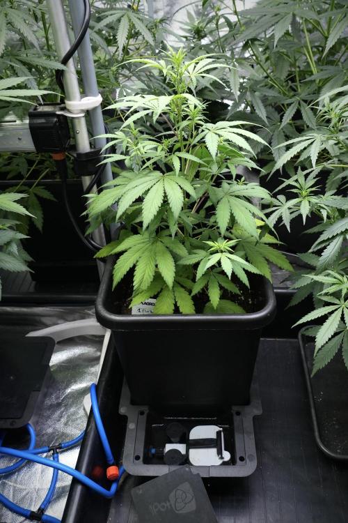 Blueberry  Muffin by Zamnesia Pheno A. Week 5 - Blueberry Muffin Pheno A side views  autopots ON