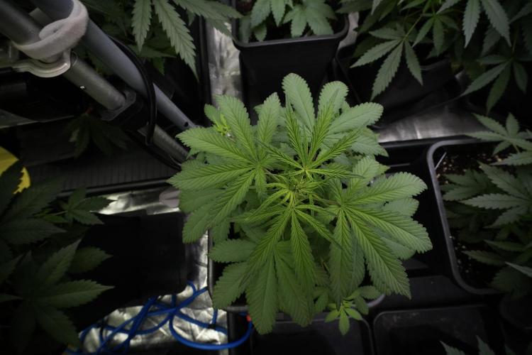 Blueberry  Muffin by Zamnesia Pheno A. Week 5 - Blueberry Muffin Pheno A Bird views