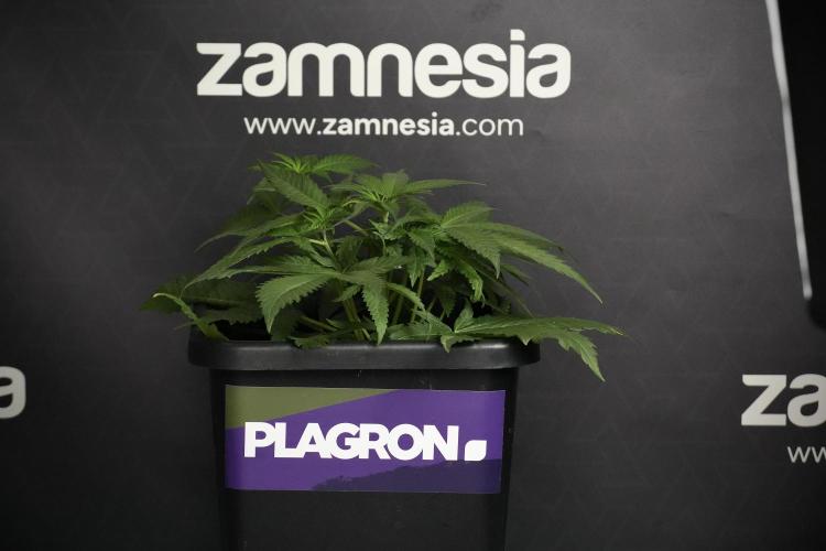 Pheno B Blueberry  Muffin by Zamnesia. Week 5 - Blueberry Muffin Pheno B studio side views