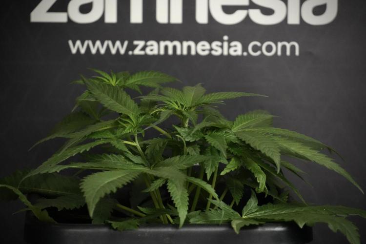 Pheno B Blueberry  Muffin by Zamnesia. Week 5 - Blueberry Muffin Pheno B studio side views