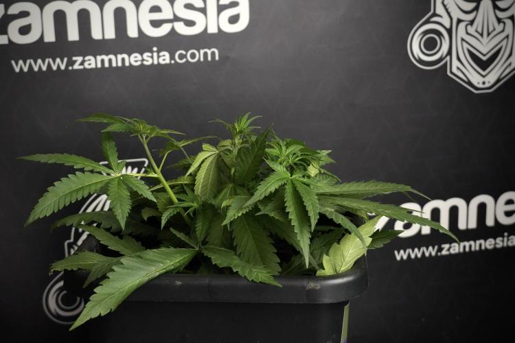 Pheno B Blueberry  Muffin by Zamnesia. Week 5 - Blueberry Muffin Pheno B studio side views