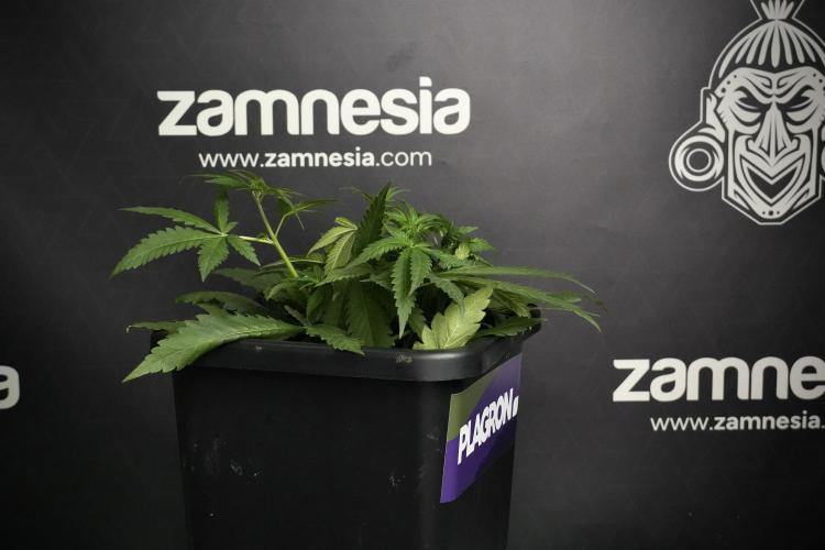 Pheno B Blueberry  Muffin by Zamnesia. Week 5 - Blueberry Muffin Pheno B studio side views