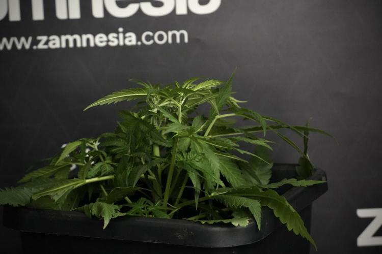Pheno B Blueberry  Muffin by Zamnesia. Week 5 - Blueberry Muffin Pheno B studio side views