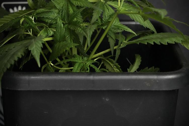 Pheno B Blueberry  Muffin by Zamnesia. Week 5 - Blueberry Muffin Pheno B studio side views