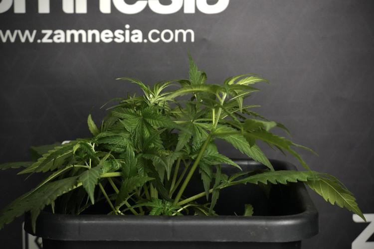 Pheno B Blueberry  Muffin by Zamnesia. Week 5 - Blueberry Muffin Pheno B studio side views