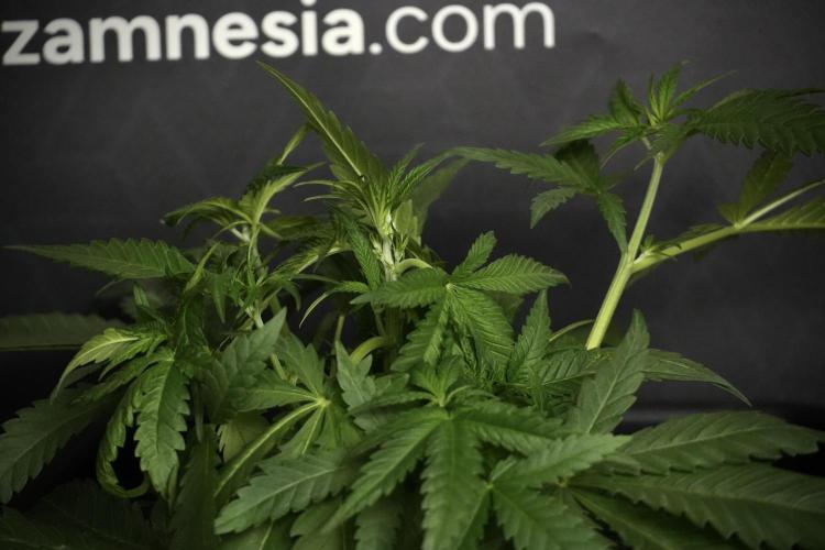 Pheno B Blueberry  Muffin by Zamnesia. Week 5 - Blueberry Muffin Pheno B studio side views