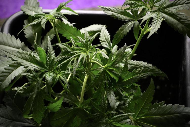 Pheno B Blueberry  Muffin by Zamnesia. Week 5 - Blueberry Muffin Pheno B studio Bird views