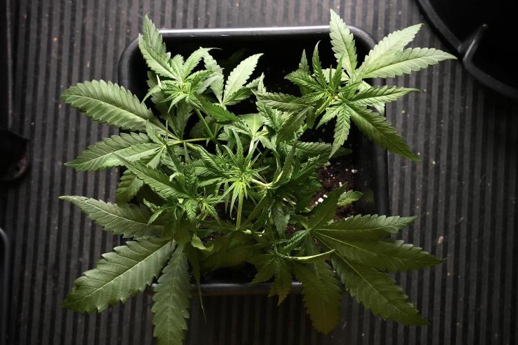Pheno B Blueberry  Muffin by Zamnesia. Week 5 - Blueberry Muffin Pheno B studio Bird views