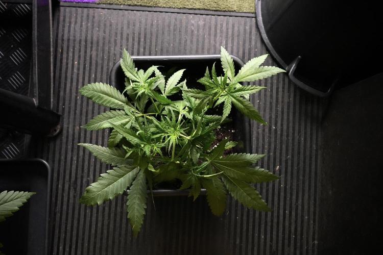 Pheno B Blueberry  Muffin by Zamnesia. Week 5 - Blueberry Muffin Pheno B studio Bird views