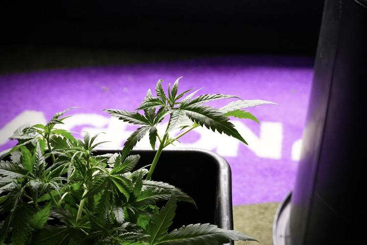 Pheno B Blueberry  Muffin by Zamnesia. Week 5 - Blueberry Muffin Pheno B studio Plagron background 