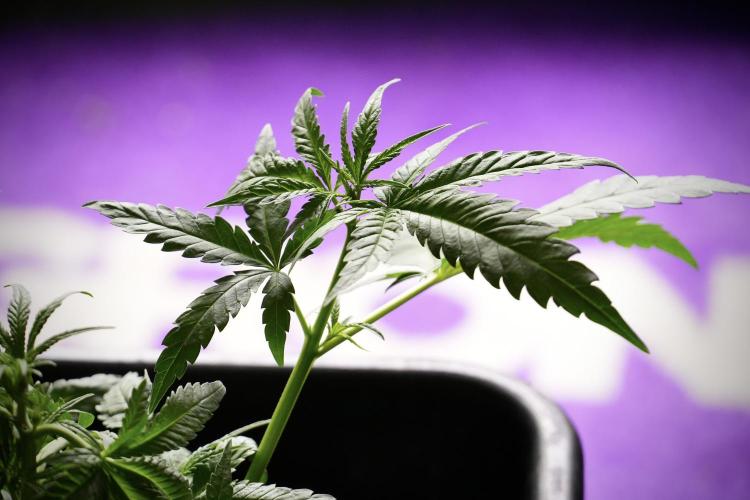 Pheno B Blueberry  Muffin by Zamnesia. Week 5 - Blueberry Muffin Pheno B studio Plagron background 